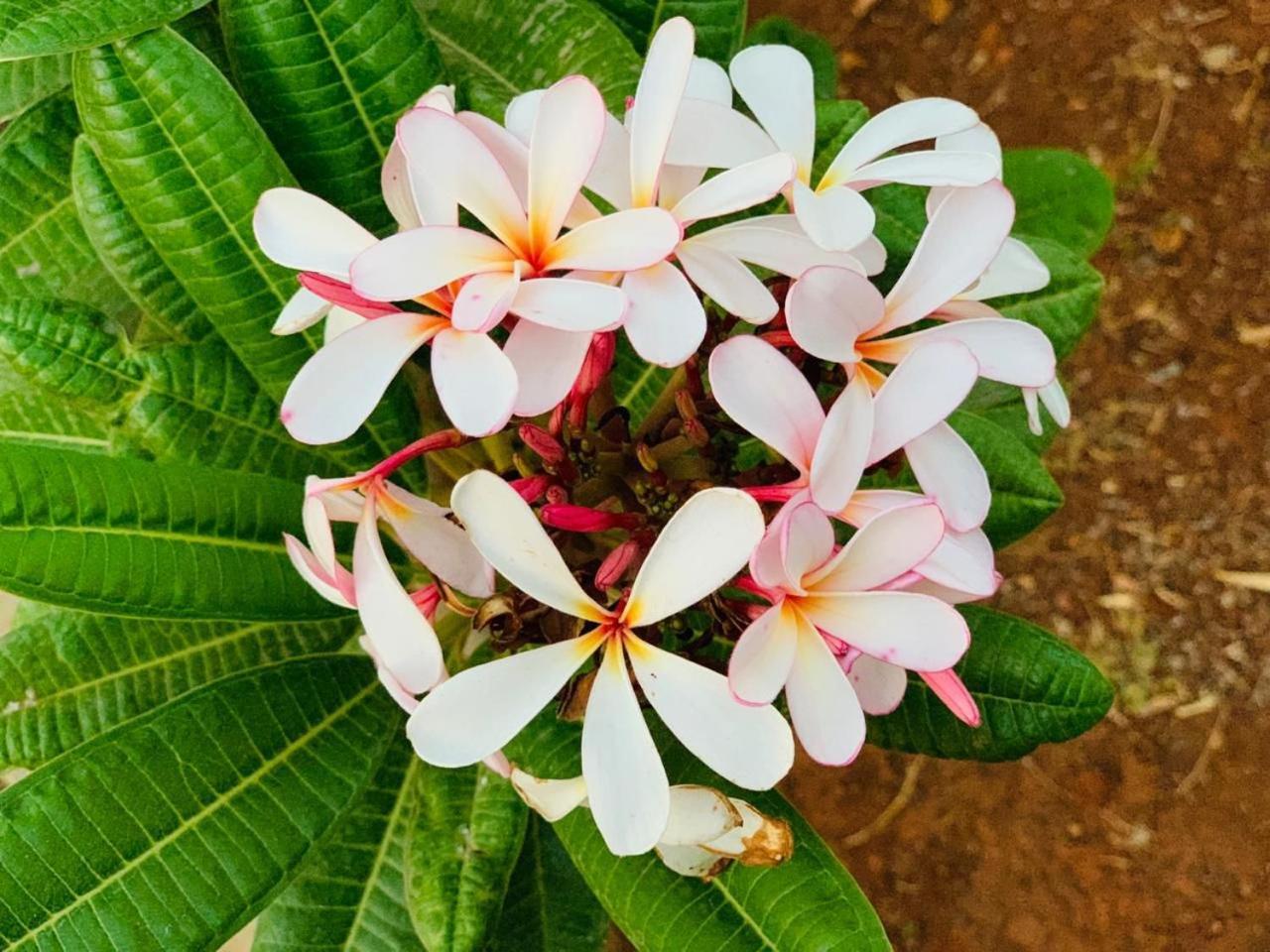 Mizzle Exotica Lonavala 아파트 외부 사진